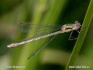 Lestes dryas