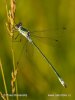 Lestes sponsa