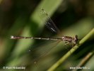 Lestes virens