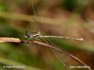 Lestes virens