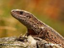 Lézard vivipare