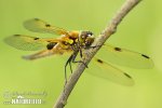 Libellula dalle quattro macchie