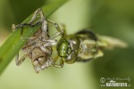 Libellula quadrimaculata