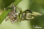 Libellula quadrimaculata