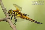 Libellula quadrimaculata