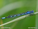 Libélula común azul