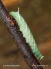 Lime Hawk-moth