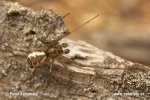 Linyphia triangularis