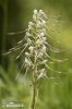 Lizard Orchid