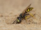 Lobo de las abejas