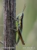 Locust