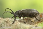 Long-Horned Beetle