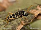 Longhorn Beetle