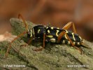 Longhorn Beetle