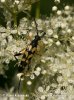 Longhorn Beetle