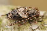 Longhorn Beetle