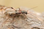 Longhorn Beetle