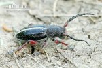 Longhorn Beetle