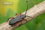 Longhorn Beetle