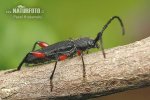 Longhorn Beetle