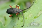 Longhorn Beetle