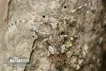 Longhorn Beetle