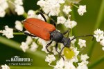 Longhorn Beetle