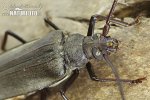 Longhorn beetle