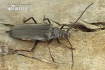 Longhorn beetle