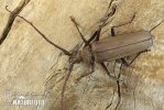 Longhorn beetle