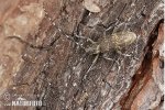 Longhorn beetle