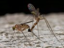 Long- legged Fly