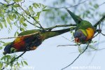 Lorikeet Pelangi