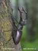 Lucanus cervus