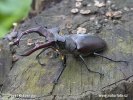 Lucanus cervus