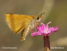 Lulworth Skipper