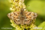 Mallow Skipper