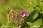 Mallow Skipper