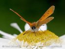 Mariposa manto de oro