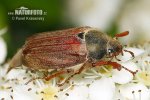 May Beetle