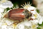 May Beetle