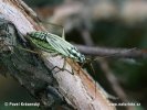 Meadow plant Bug