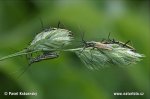 Meadow plant Bug