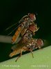 Melanostoma mellinum