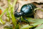 Meloid beetle