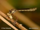 Midge Robberfly