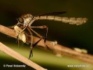 Midge Robberfly