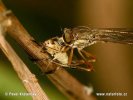 Midge Robberfly