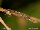 Midge Robberfly