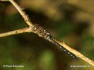 Migrant Hawker